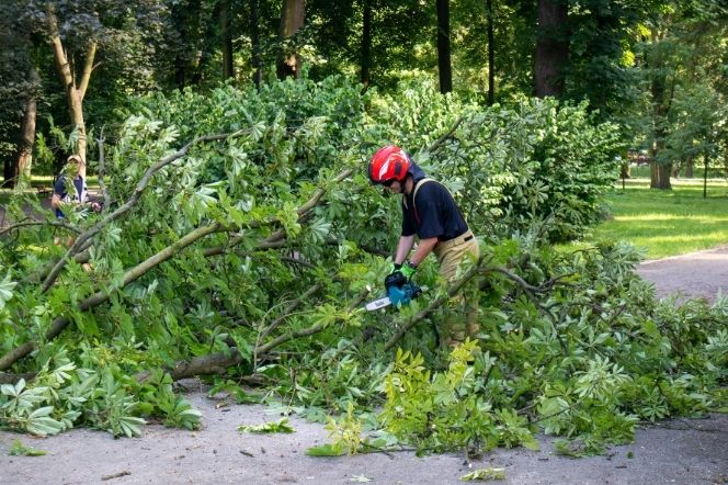 Branch Removal