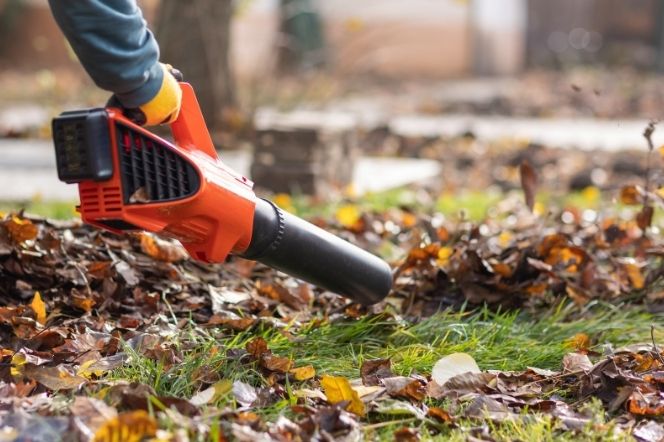 Fall Cleanup