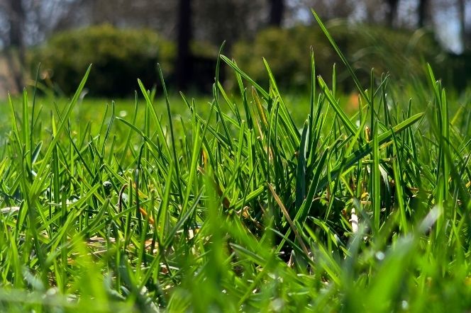 Lawn Seeding