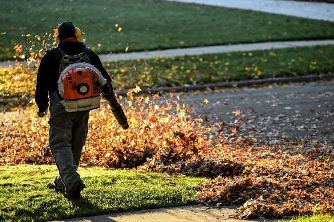 Leaf Removal