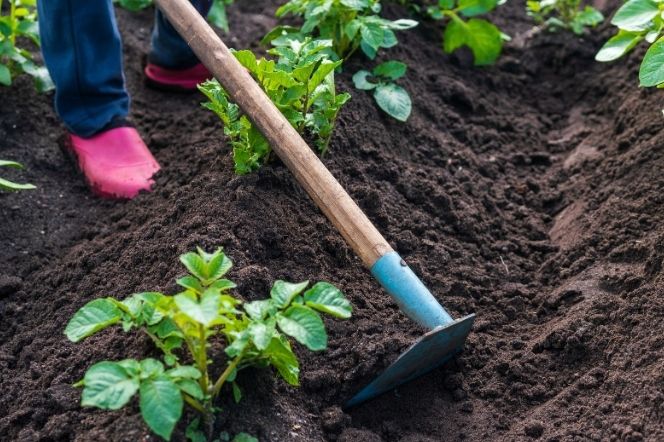 Low-Maintenance Gardens