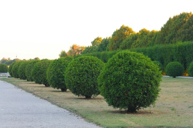 Shrub Planting