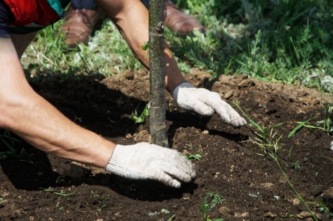 Tree Planting